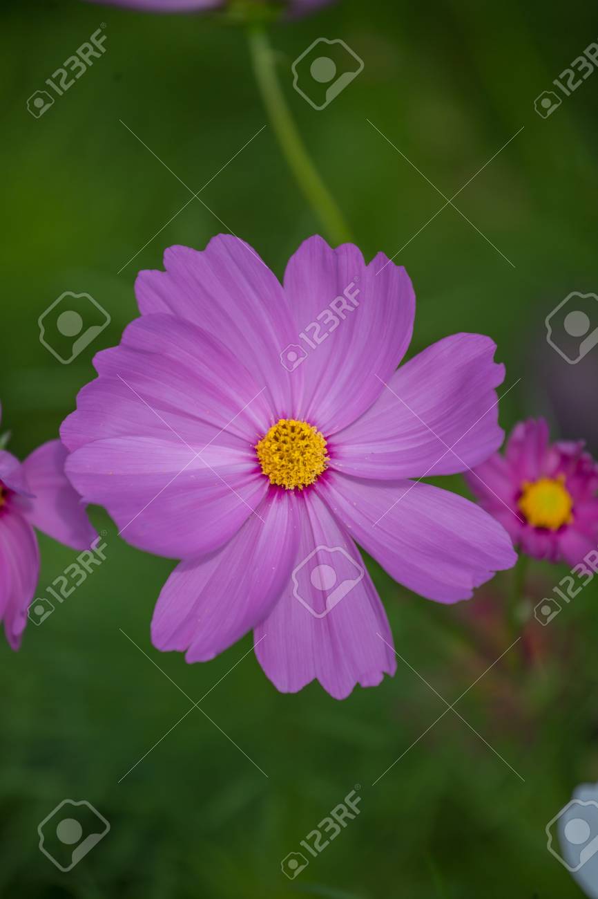 etiam-dictum-ipsum-a-felis