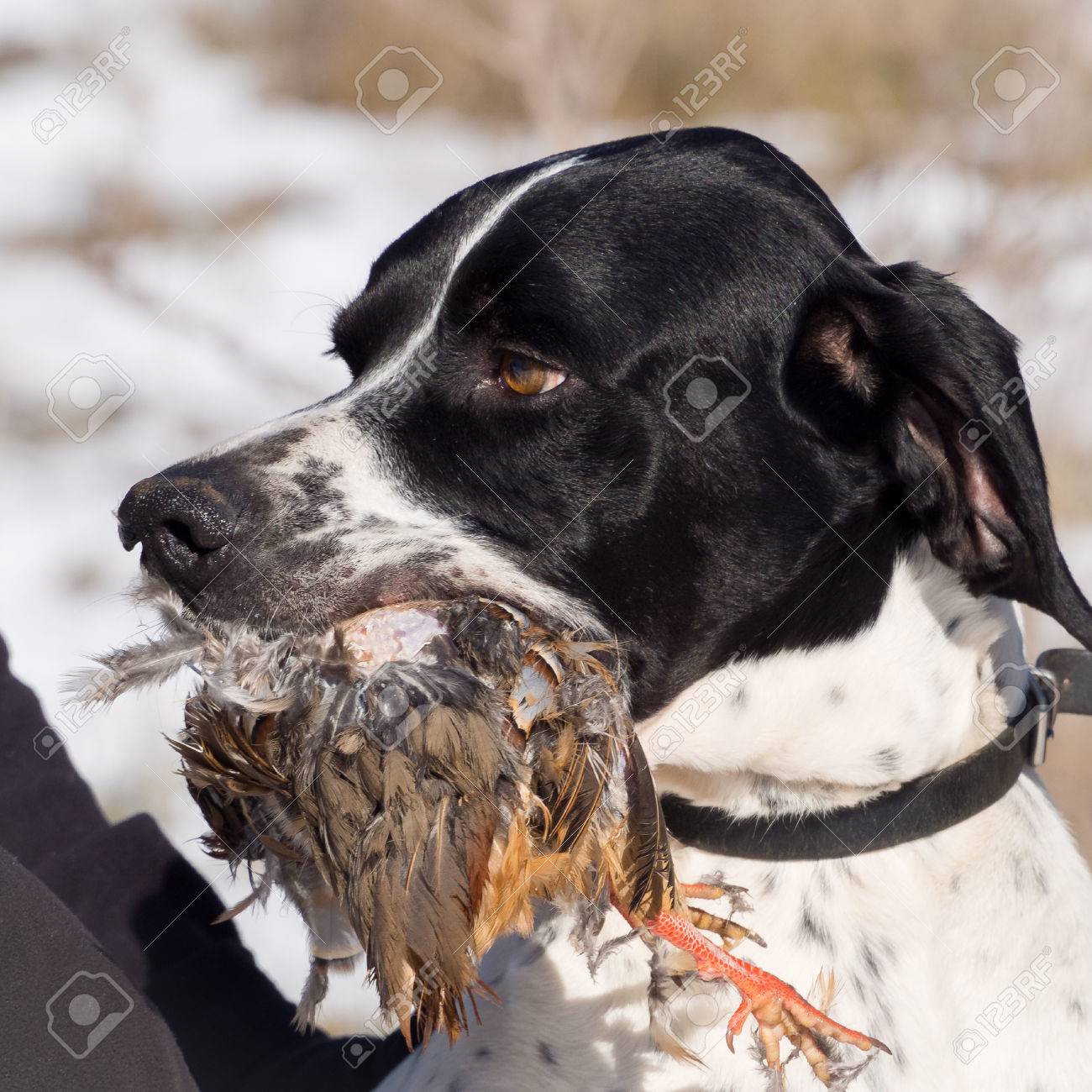 ポインター犬狩猟のパートナーをかむとその狩りパートリッジを保持 の写真素材 画像素材 Image