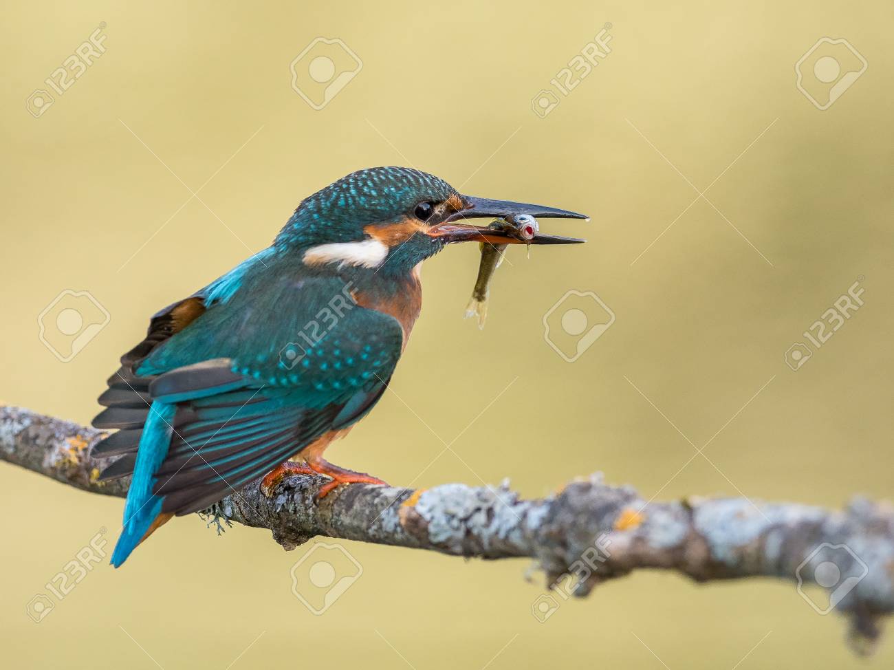 Femme Doiseau Martin Pêcheur Alcedo Atthis Mange Un Poisson