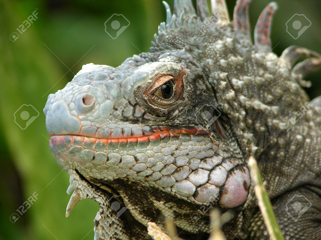 セント トーマス島 米領バージン諸島のイグアナの外観 の写真素材 画像素材 Image