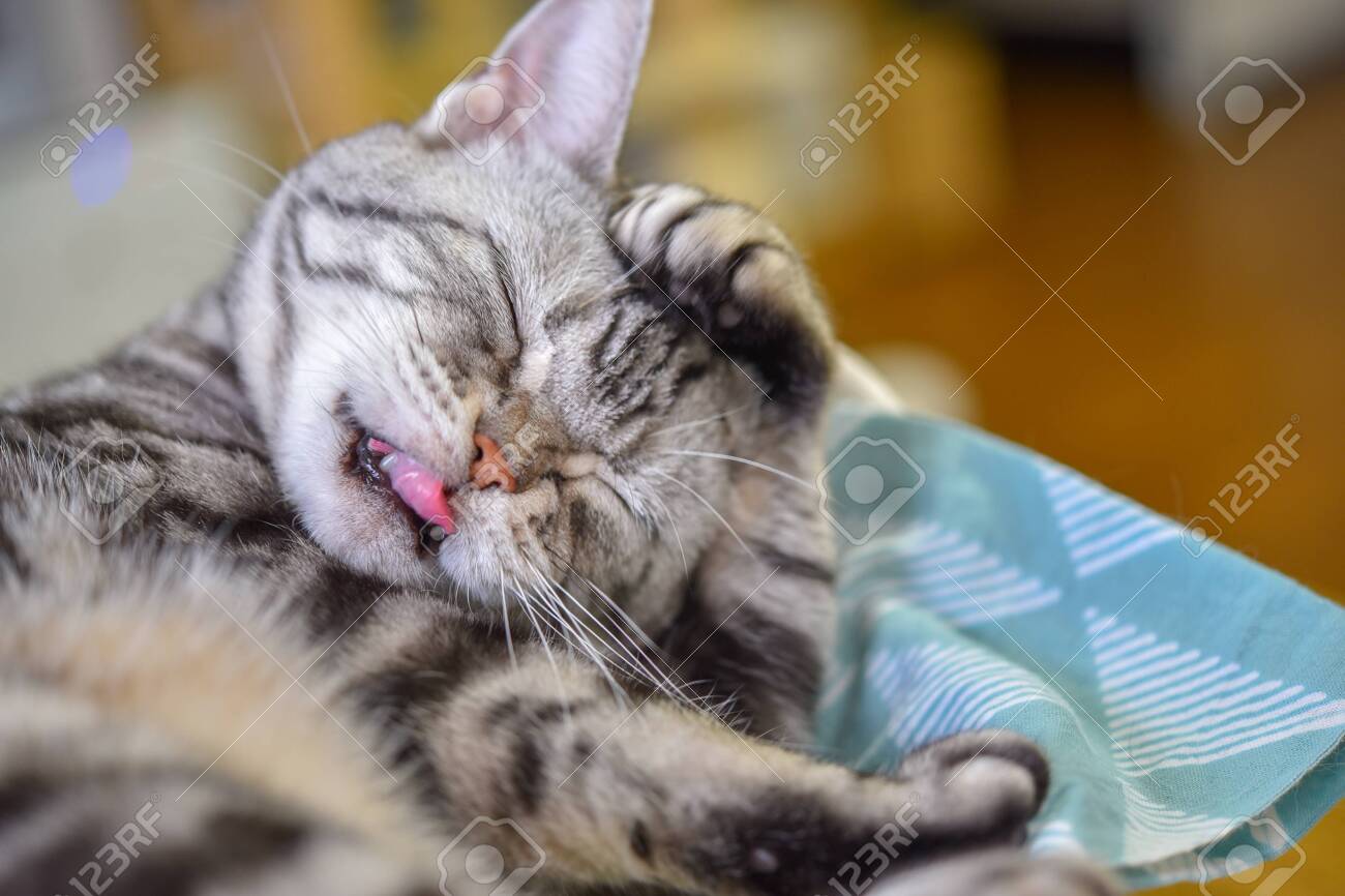Cat Washing Face Stock Photo Picture And Royalty Free Image Image 148135495