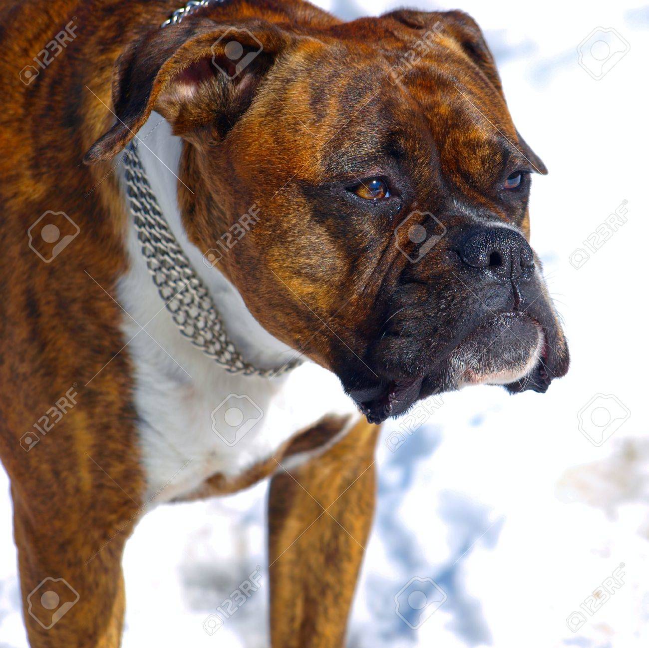 ドイツのボクサー犬のイメージ の写真素材 画像素材 Image