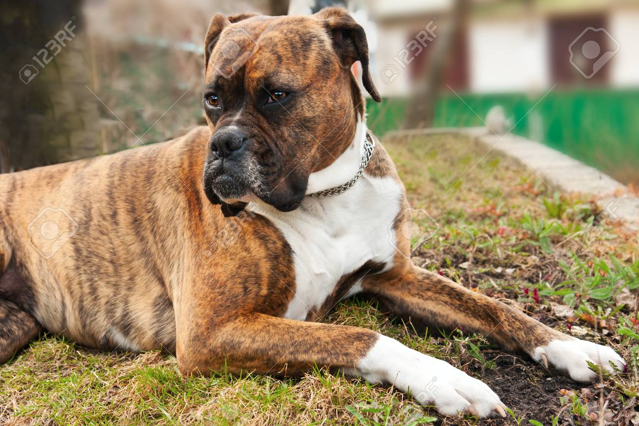 Chien De Race Boxer Est Le Mensonge à La Recherche De Quelque Chose