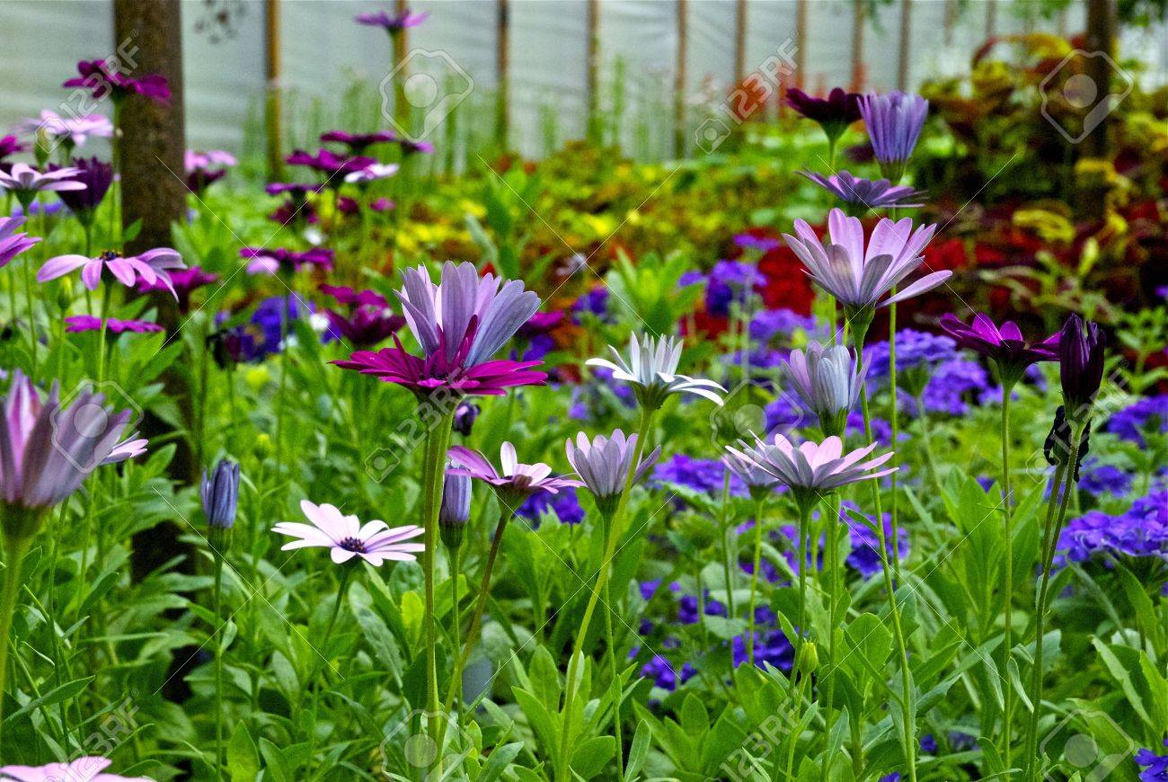 Gardon Flowers Stock Photo Picture And Royalty Free Image Image Gardon Flowers Stock Photo Picture And Royalty Free Image Image