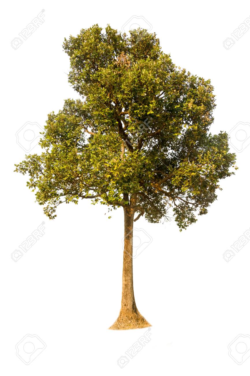Foto gratis: Pupazzo di neve e un albero di Natale davanti a una casa di  tronchi in un contesto innevato, cartolina di Natale con sfondo bianco, image size:866x1300