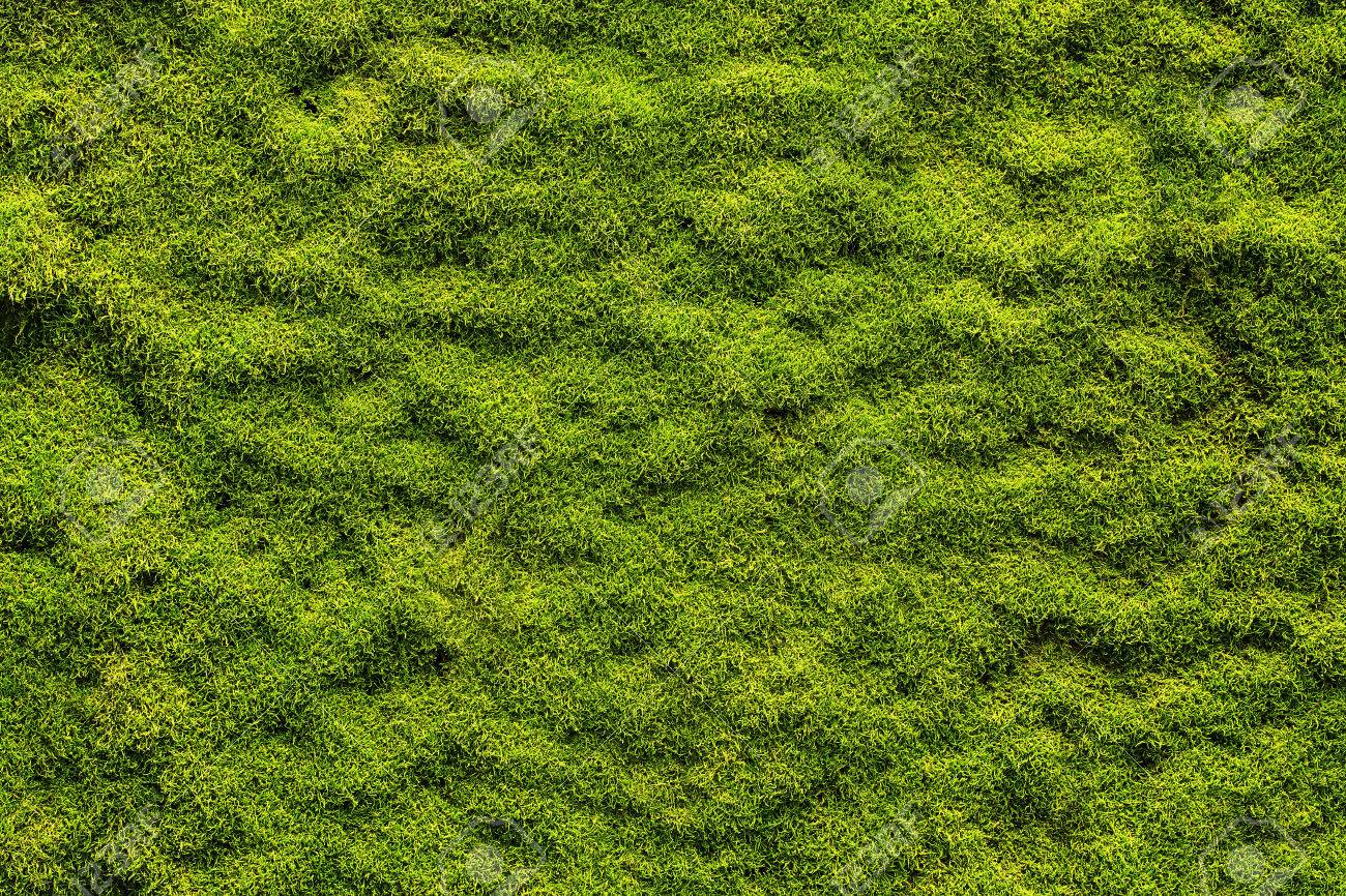 Moss Texture Background With Copy Space Stock Photo Picture And Royalty Free Image Image 23074664