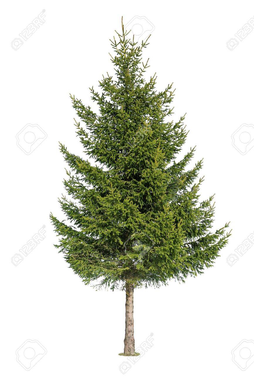Close up of tree isolated on white background - 36434471 Close up of tree isolated on white background - 36434471