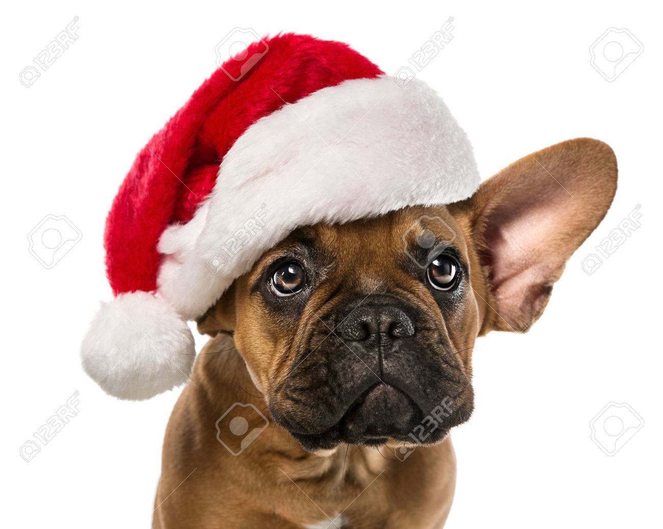 Close up of cute, little french bulldog with santa claus hat isolated on white background - 63299888 Close up of cute, little french bulldog with santa claus hat isolated on white background - 63299888