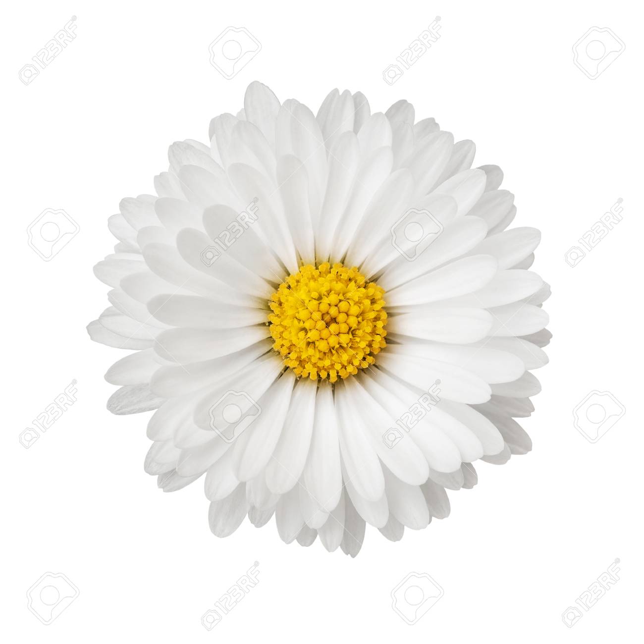 Close up of daisy flower isolated on white background - 121352113 Close up of daisy flower isolated on white background - 121352113