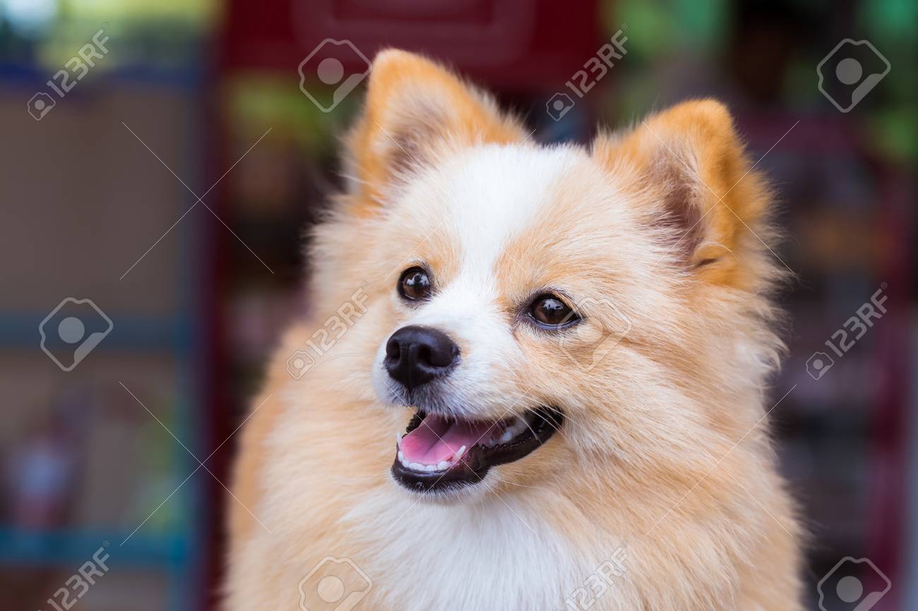 ポメラニアン チワワ ミックス犬楽しみに茶色の Sarawasi 立っています の写真素材 画像素材 Image ポメラニアン チワワ ミックス犬楽しみに茶色の Sarawasi 立っています の写真素材 画像素材 Image