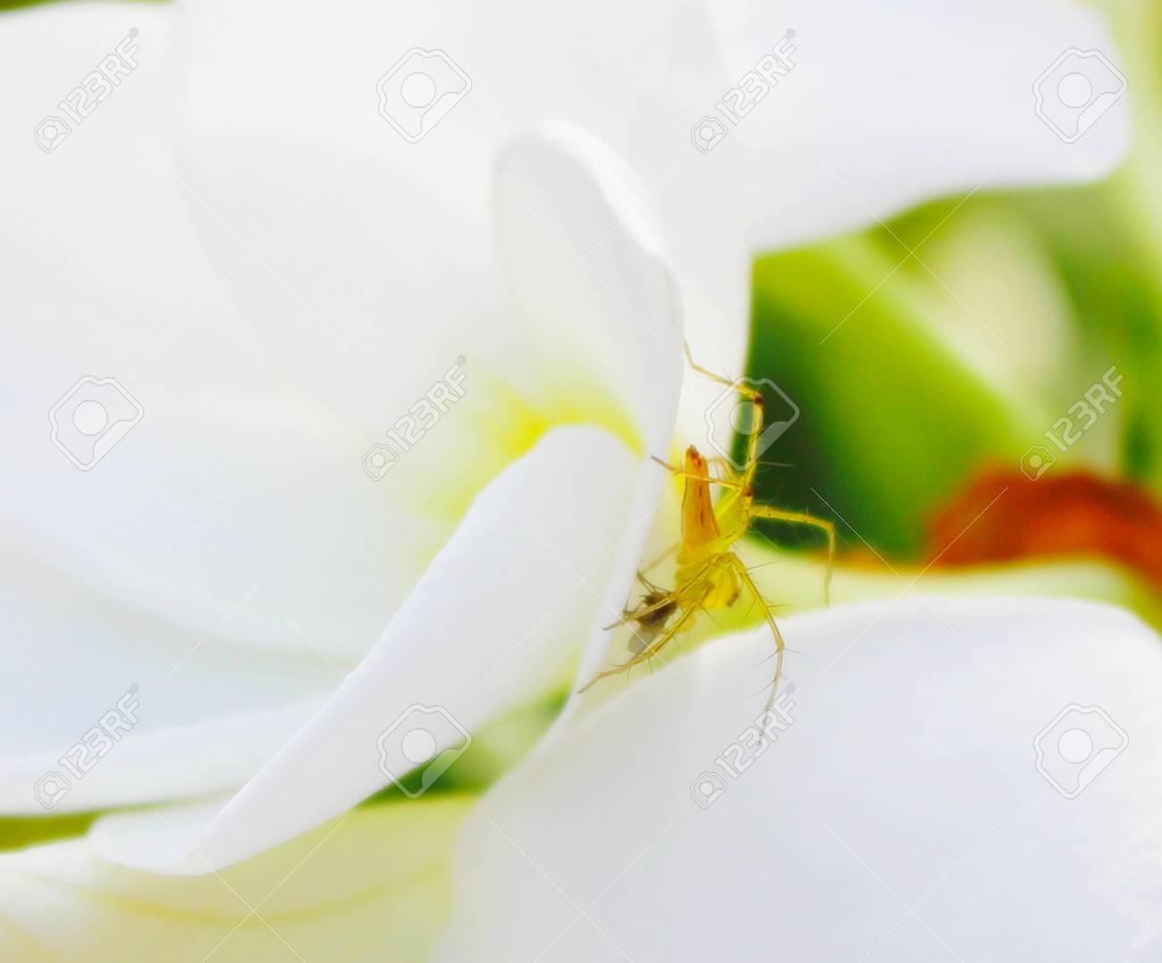 etiam-dictum-ipsum-a-felis