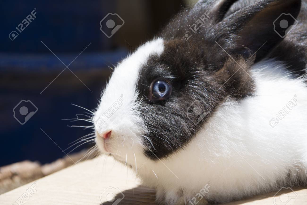 Black And White Rabbit With Blue Eyes. Stock Photo, Picture and Royalty  Free Image. Image 86756424., image size:1300x866