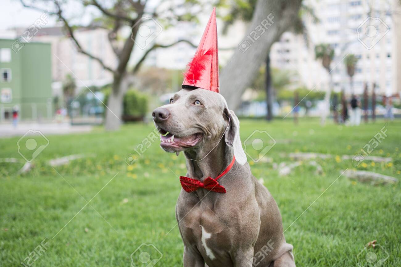 weimaraner hat