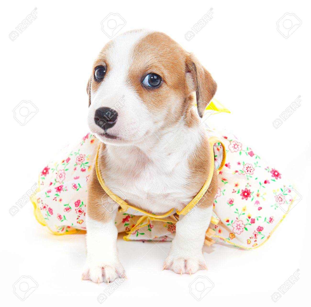jack russell outfits