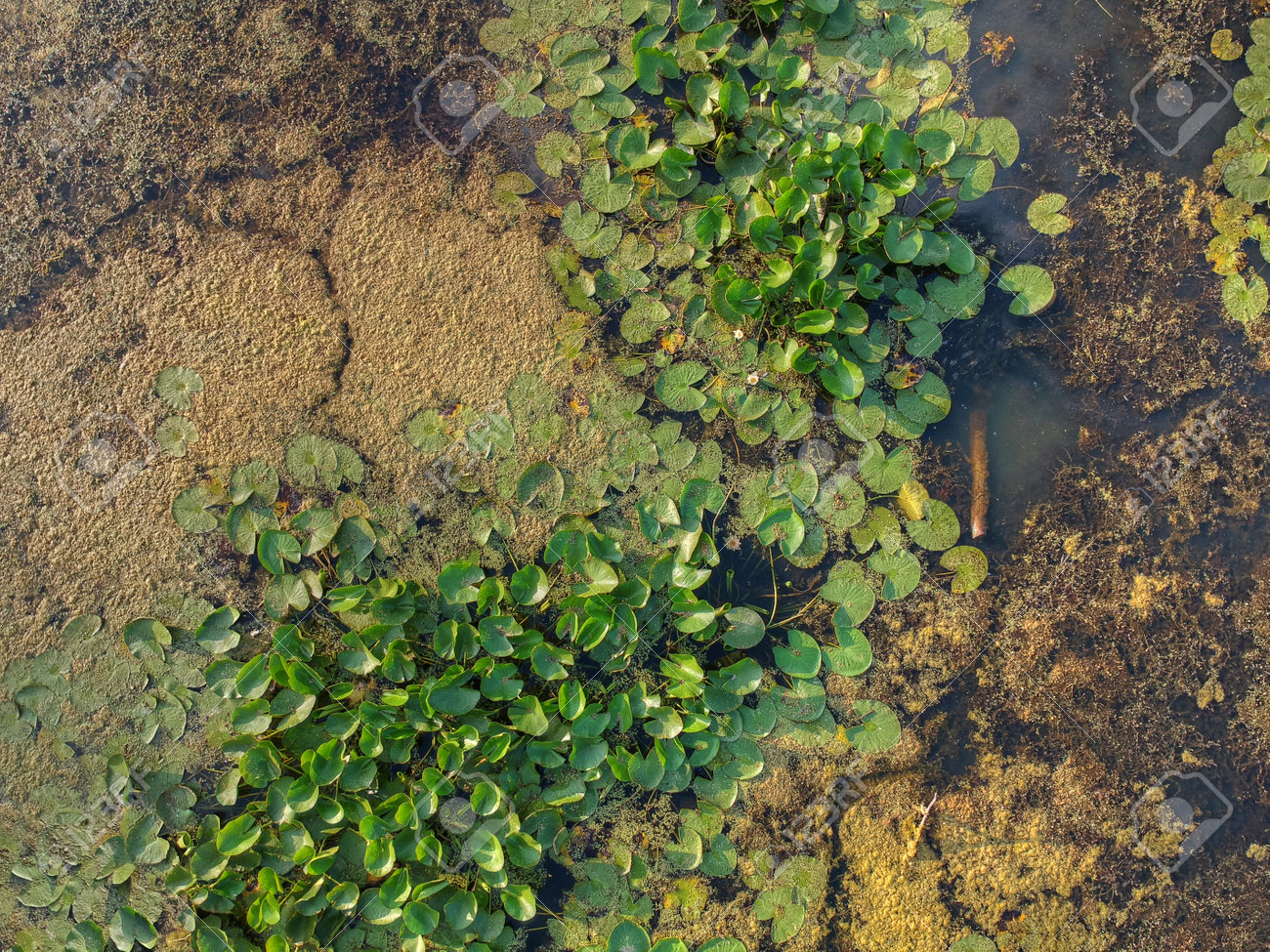 Top view of the swamp surface with brown and green plants - 133378306 Top view of the swamp surface with brown and green plants - 133378306
