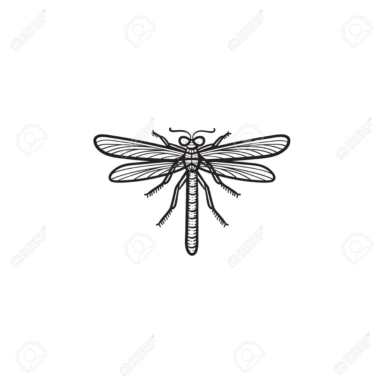 a vector hand drawn