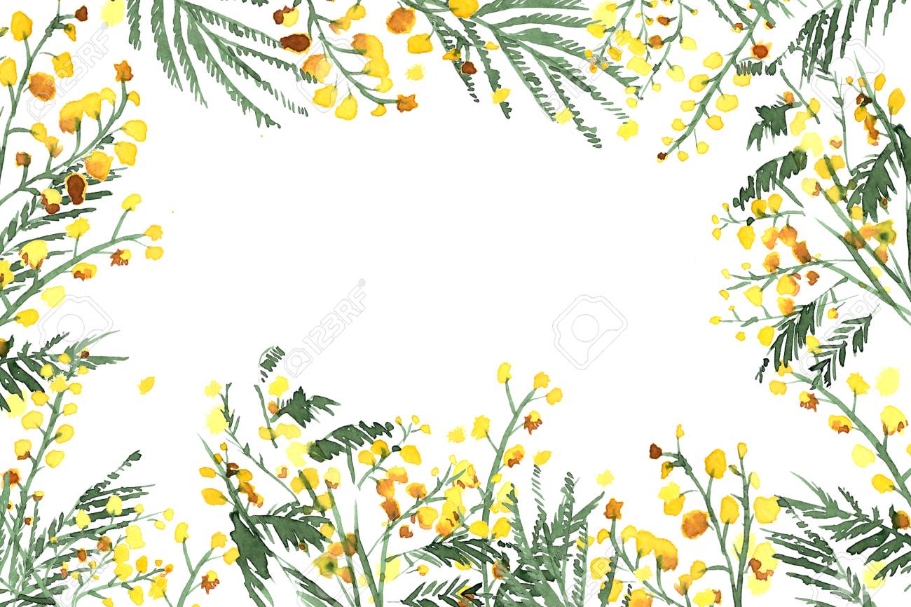 Set Of Hand Drawn Mimosa Painted In Watercolor Royalty Free Cliparts Vectors And Stock Illustration Image