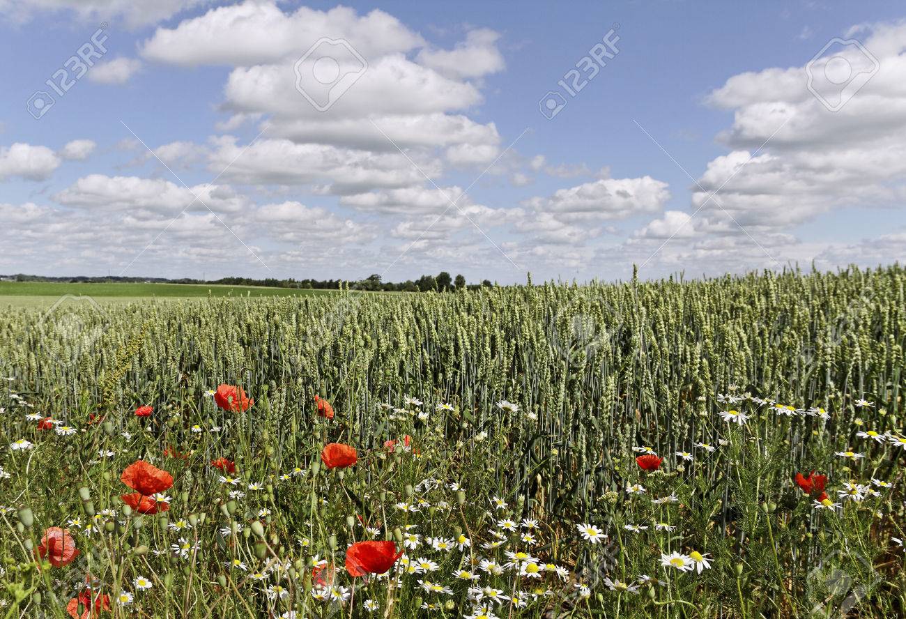 Image result for wheat and weeds growing together