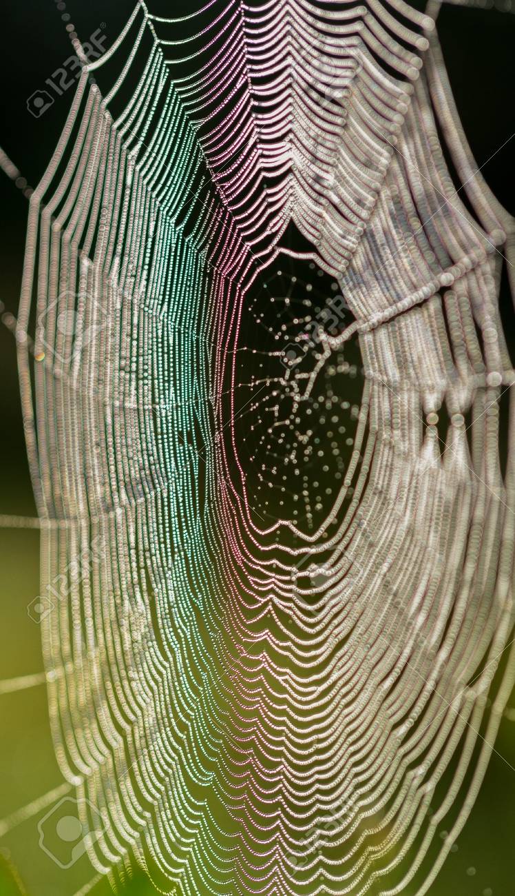 水の露に蜘蛛の巣 の写真素材 画像素材 Image