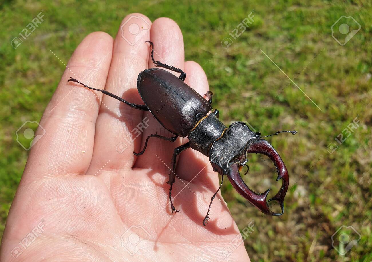 Ｌucanus cervus  judaicus 雄74㍉野外品 Lucanus cervus judaicus 雄74㍉野外品