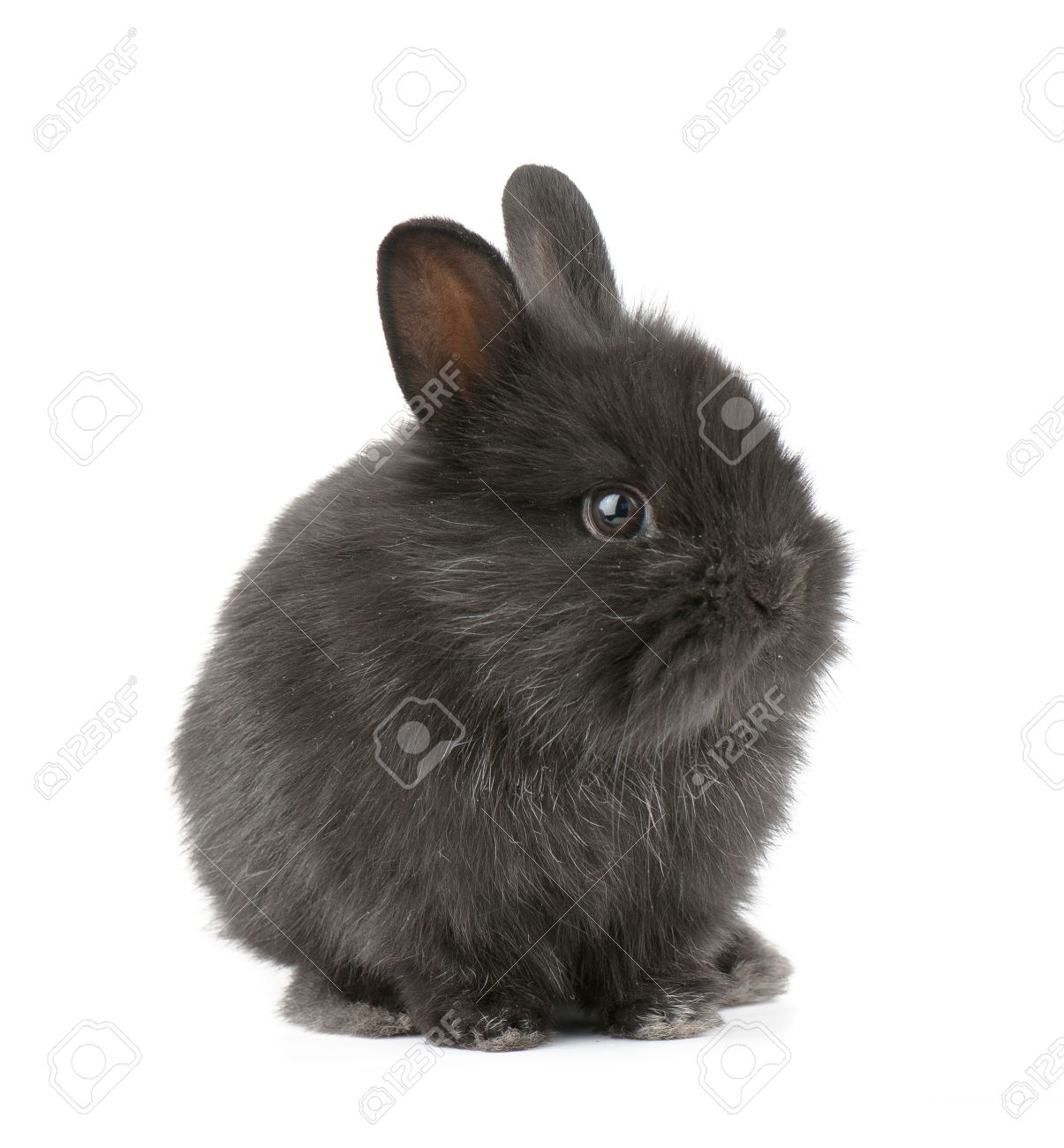 small black rabbit