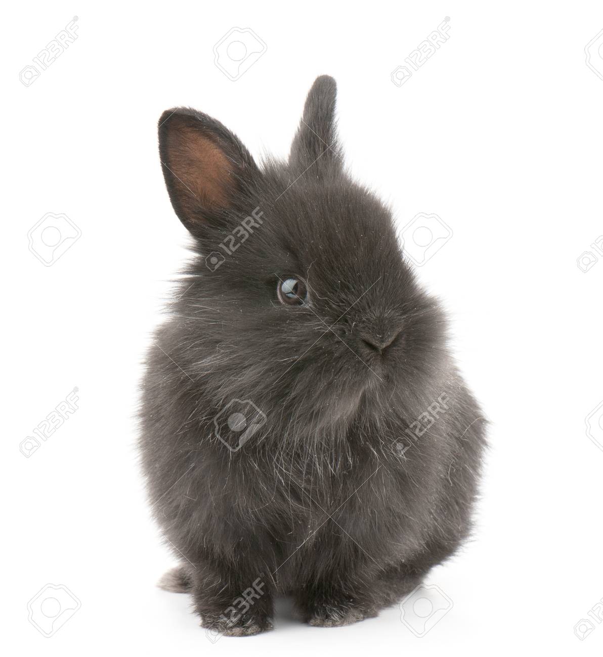 白い背景上に分離されて小さい際どい小型黒いウサギ スタジオ写真 の写真素材 画像素材 Image
