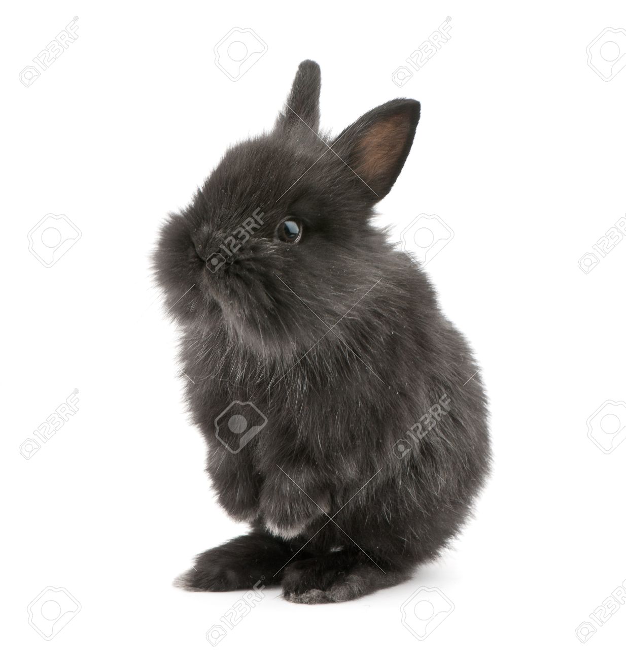 small black rabbit
