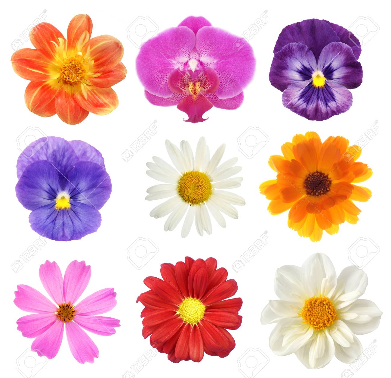 いろいろな花が白い背景の上のセット の写真素材 画像素材 Image 9985 いろいろな花が白い背景の上のセット の写真素材 画像素材 Image 9985