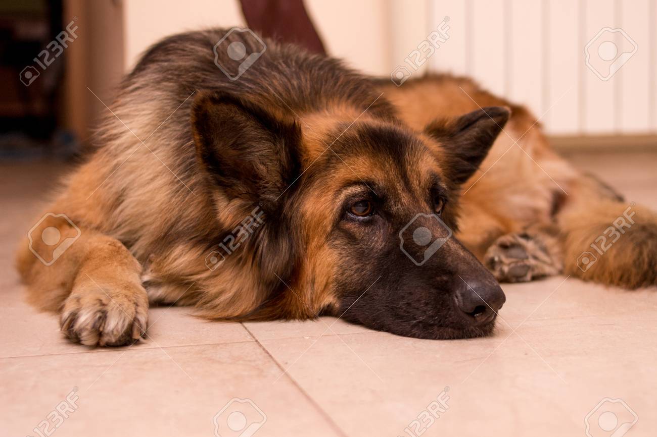 severed hand dog toy