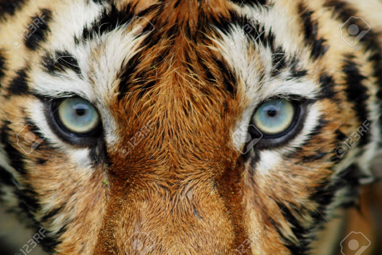 close up of tiger face stock photo picture and royalty free image