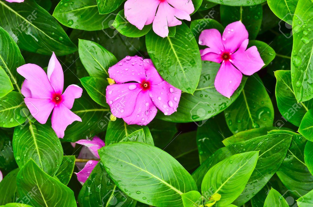 Vinca Flower And Drop Water Stock Photo Picture And Royalty Free Image Image 20841583