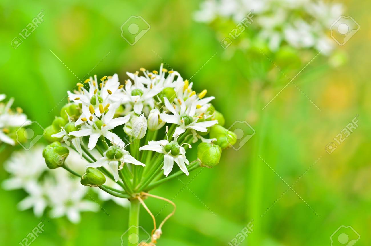 野生のニンニクの花 の写真素材 画像素材 Image
