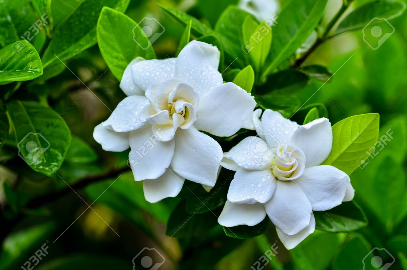 Gardenia Home Décor Home Décor Handmade Products Gardenia Home Décor Home Décor Handmade Products