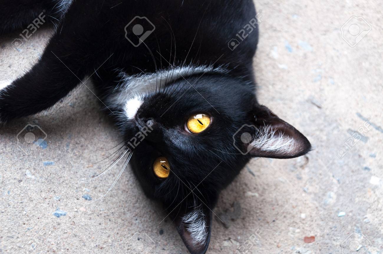 Bombay Chat Noir Yeux Jaunes Se Detendent Sur Le Sol Banque D Images Et Photos Libres De Droits Image