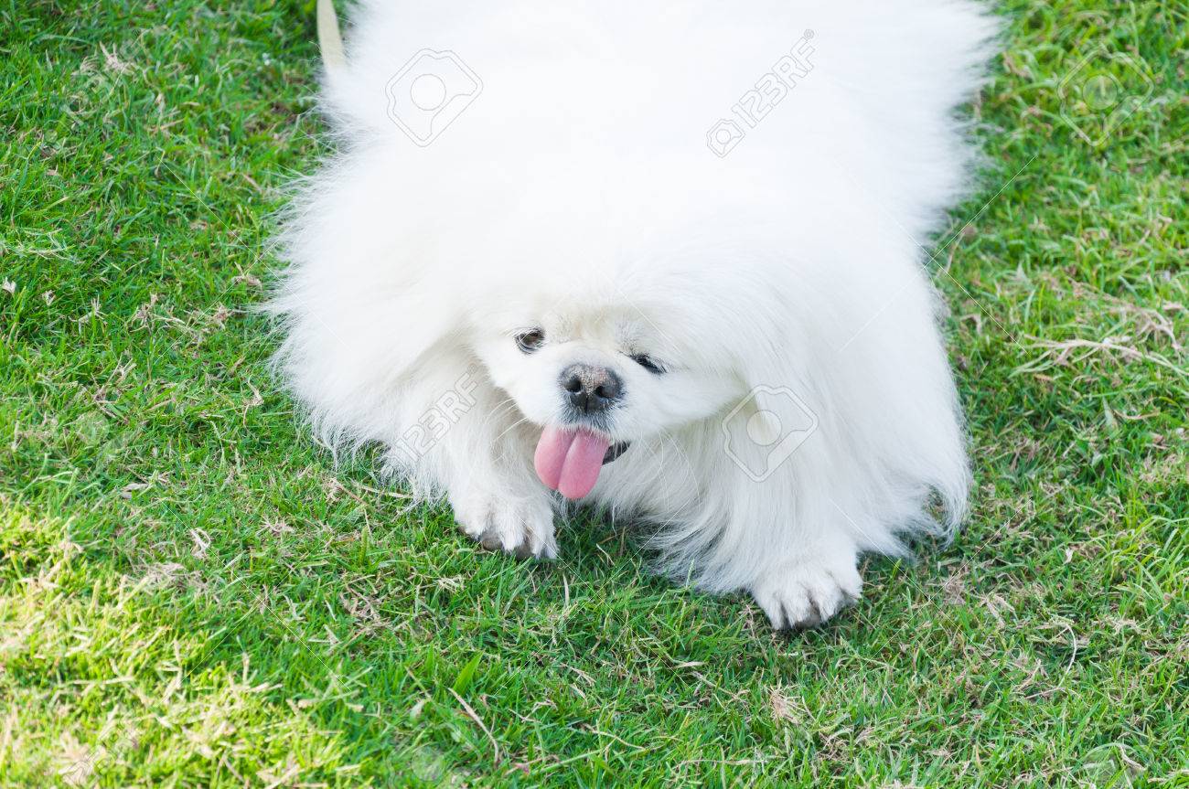 子犬ペキニーズ犬 白い犬 愛らしさ 庭で遊び心 の写真素材 画像素材 Image