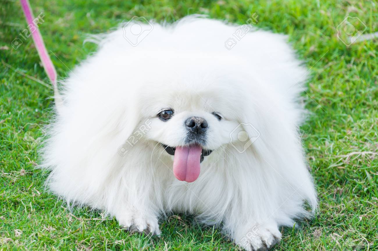 子犬ペキニーズ犬 白い犬 愛らしさ 庭で遊び心 の写真素材 画像素材 Image 7922