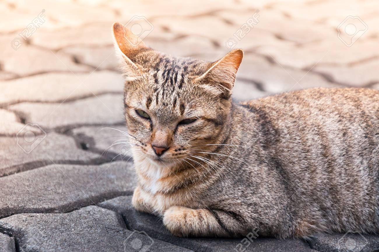 床 茶色のかわいい猫 横になっている猫 リラックス休暇 縦 セレクティブ フォーカス遊び心のある猫眠そうなトラ猫 の写真素材 画像素材 Image