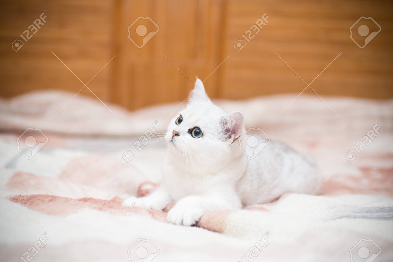 Beautiful Young Cat Breed Scottish Chinchilla Straight Stock Photo