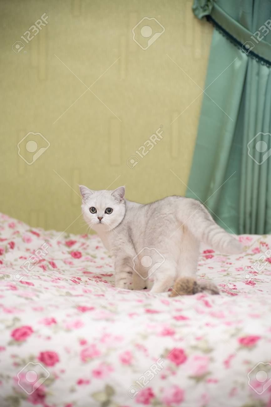 Beautiful Young Cat Breed Scottish Chinchilla Straight Stock Photo