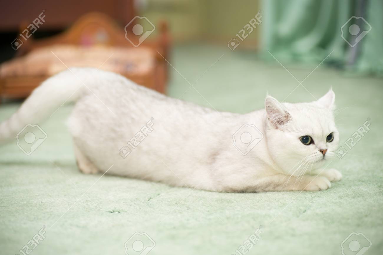 Beautiful Young Cat Breed Scottish Chinchilla Straight Stock Photo