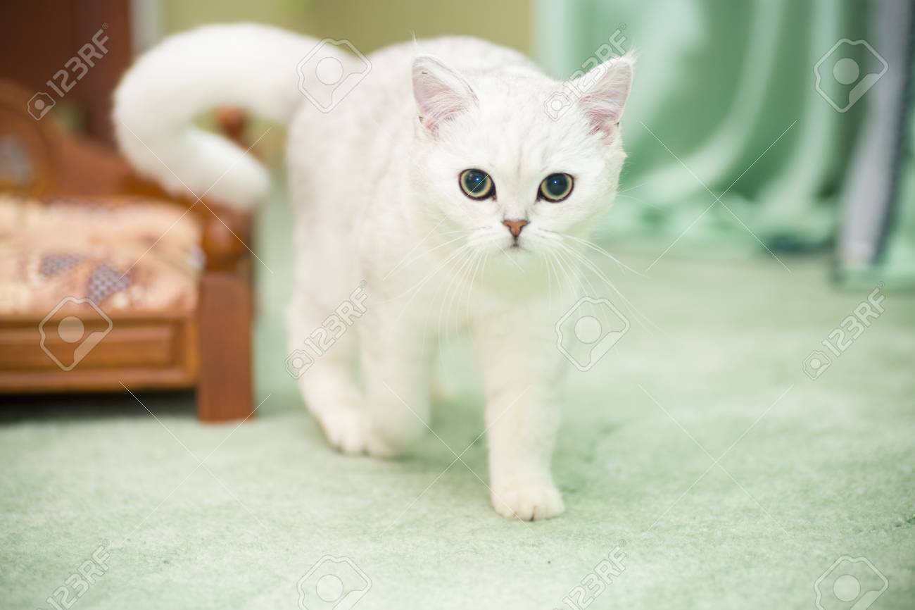Beautiful Young Cat Breed Scottish Chinchilla Straight Stock Photo