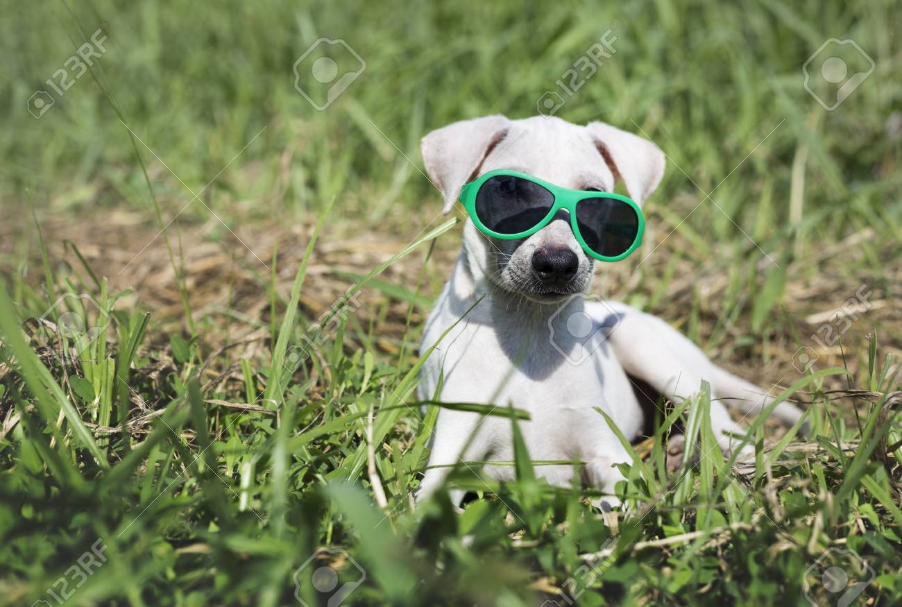 犬サングラス犬種ペット挨拶 の写真素材 画像素材 Image 犬サングラス犬種ペット挨拶 の写真素材 画像素材 Image