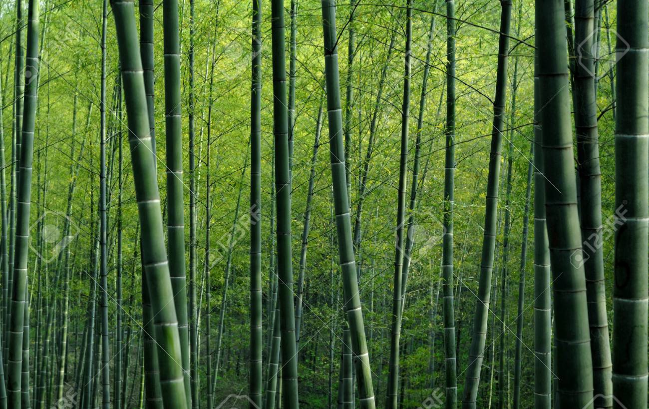中国の竹林 無料画像＆写真 90758280