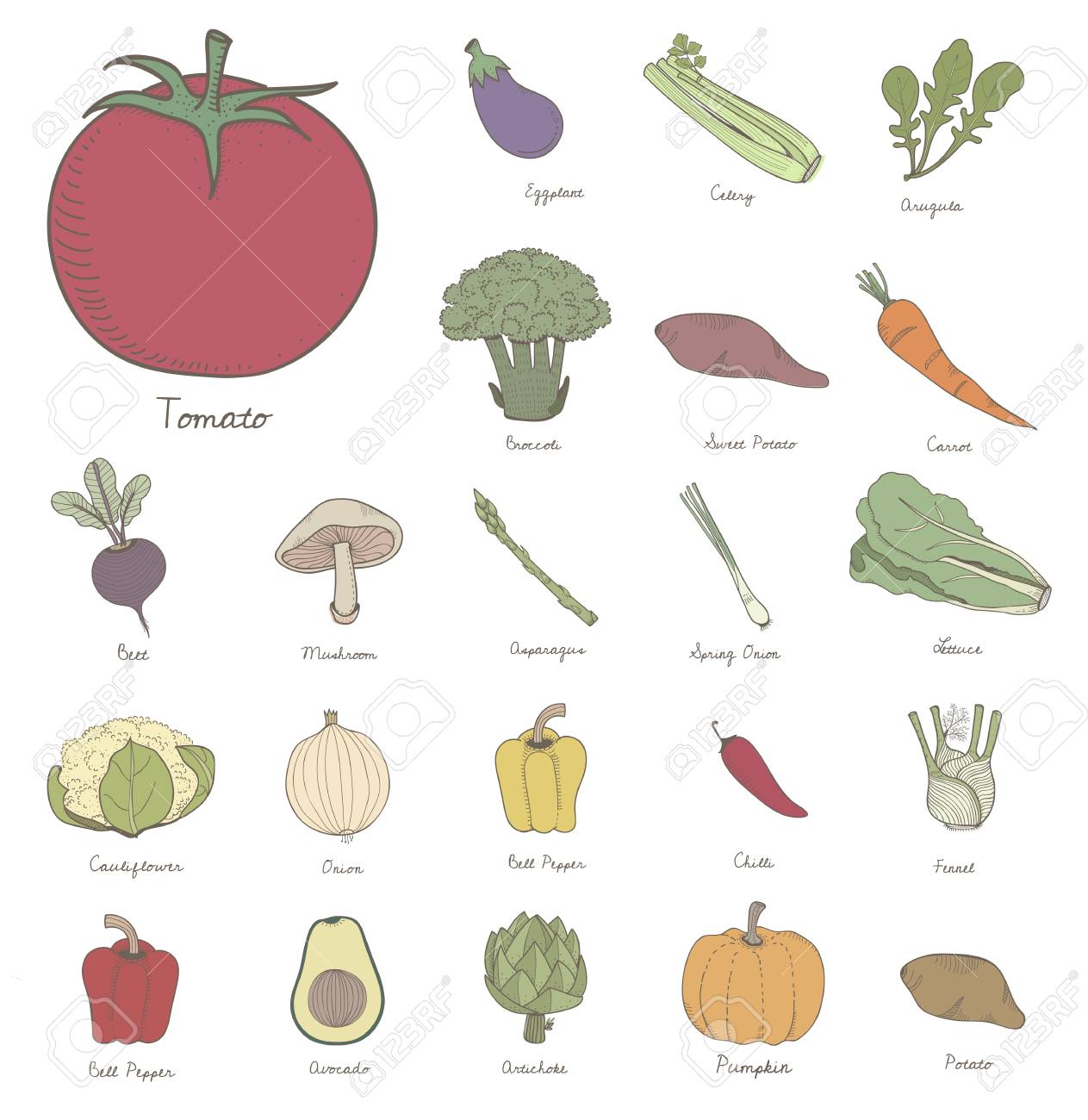 Ilustración De Diferentes Tipos De Vegetales Fotos Retratos Imágenes Y Fotografía De Archivo Libres De Derecho Image 95595454