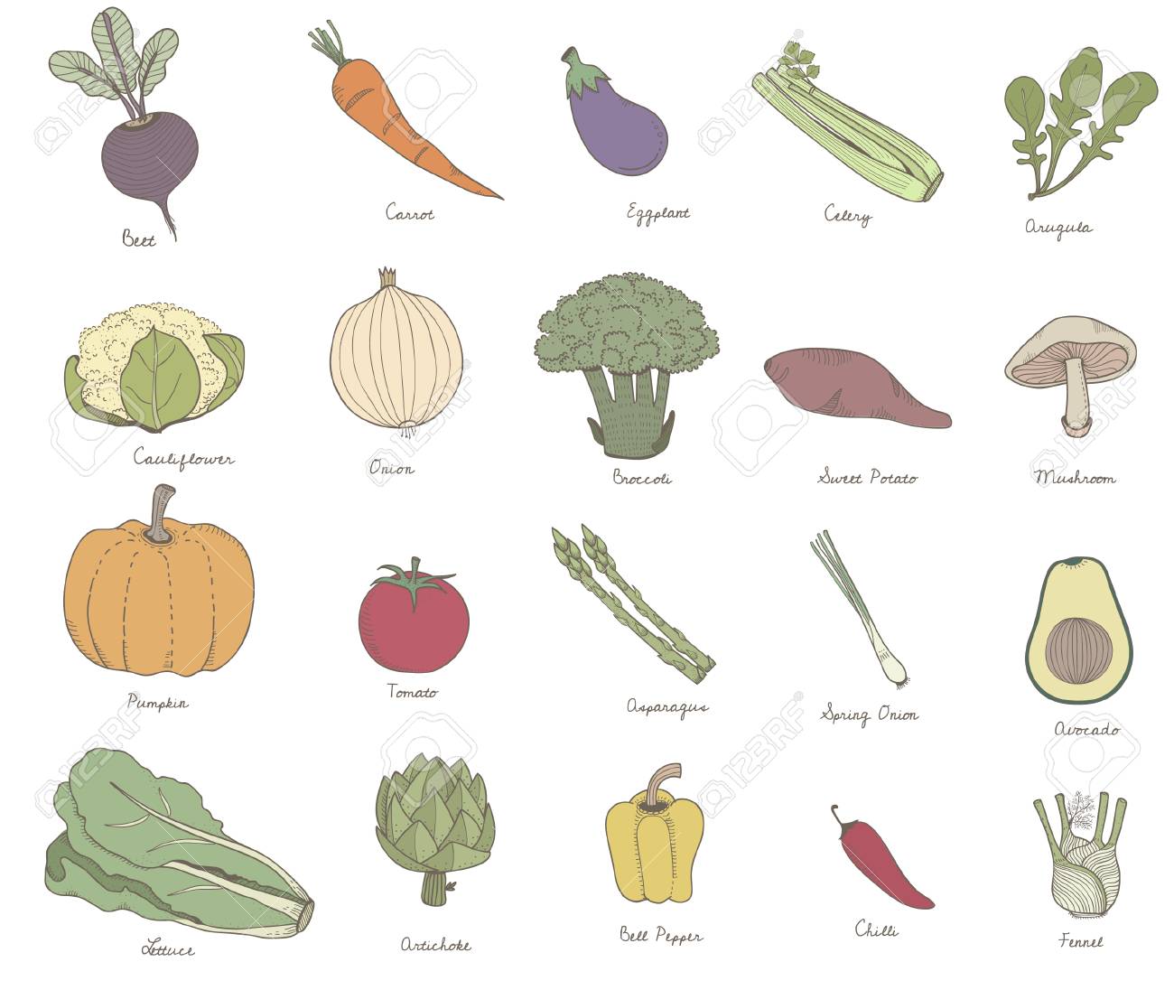 Ilustración De Diferentes Tipos De Vegetales Fotos Retratos Imágenes Y Fotografía De Archivo Libres De Derecho Image 95975044
