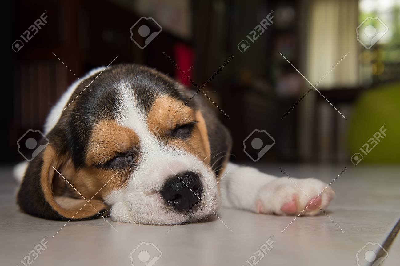眠っているビーグル犬の子犬ビーグル子犬 の写真素材 画像素材 Image