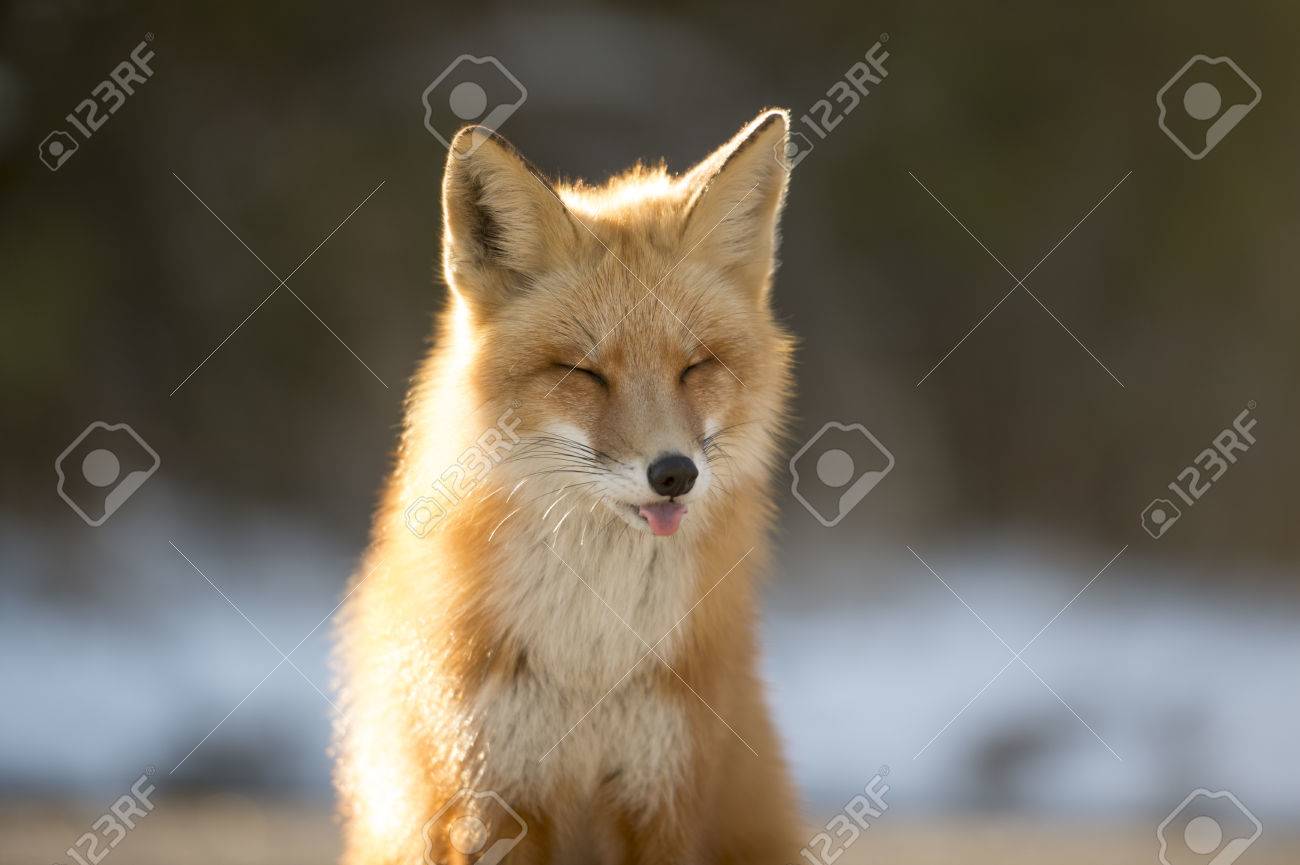 A Red Fox Closes Its Eyes And Sticks Its Tongue Out As The Sun Stock Photo Picture And Royalty Free Image Image A Red Fox Closes Its Eyes And Sticks Its Tongue Out As The Sun Stock Photo Picture And Royalty Free Image Image