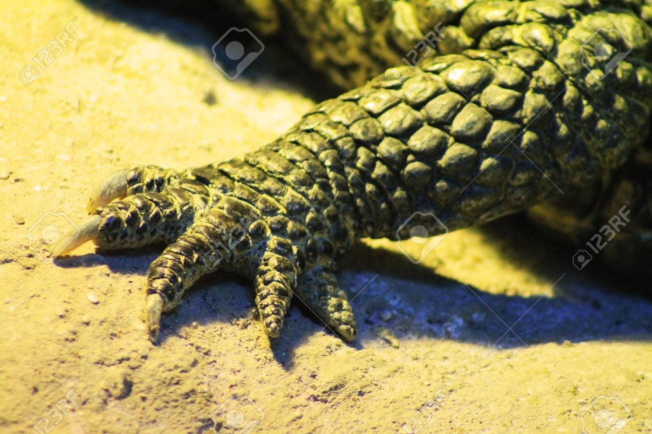 Le Crocodile De La Patte De Pres Banque D Images Et Photos Libres De Droits Image 39203245