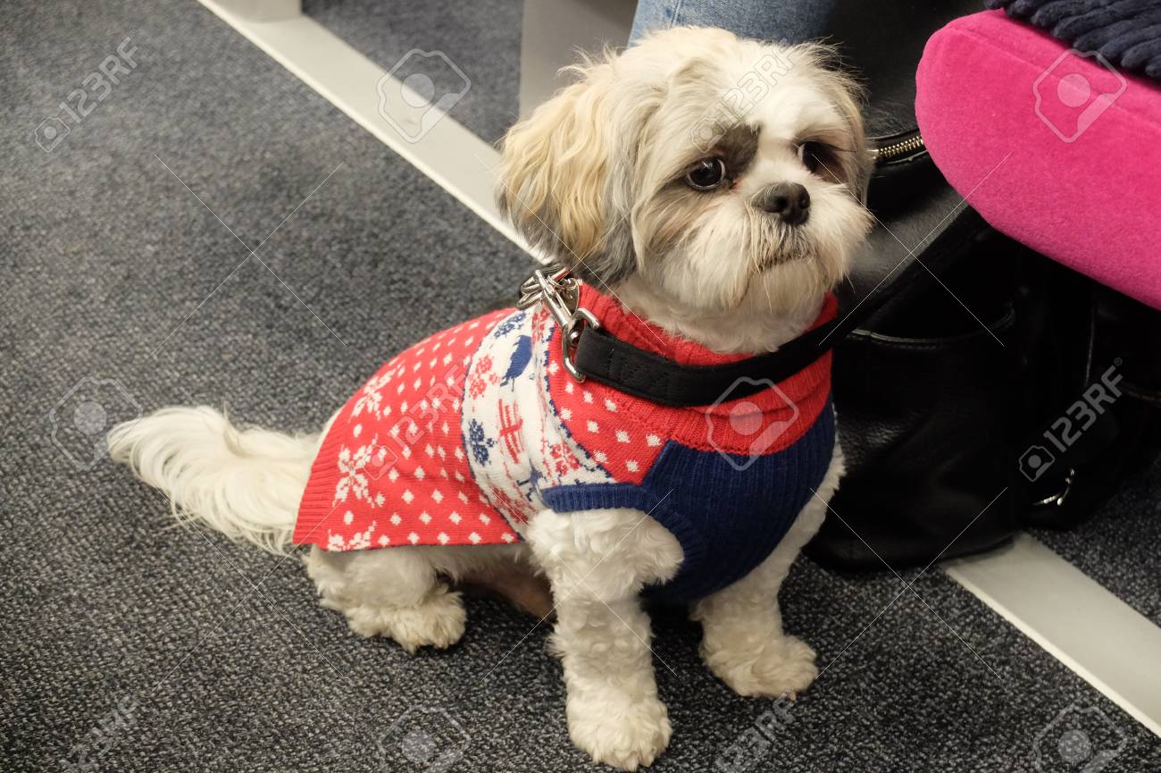 disposable cat carrier