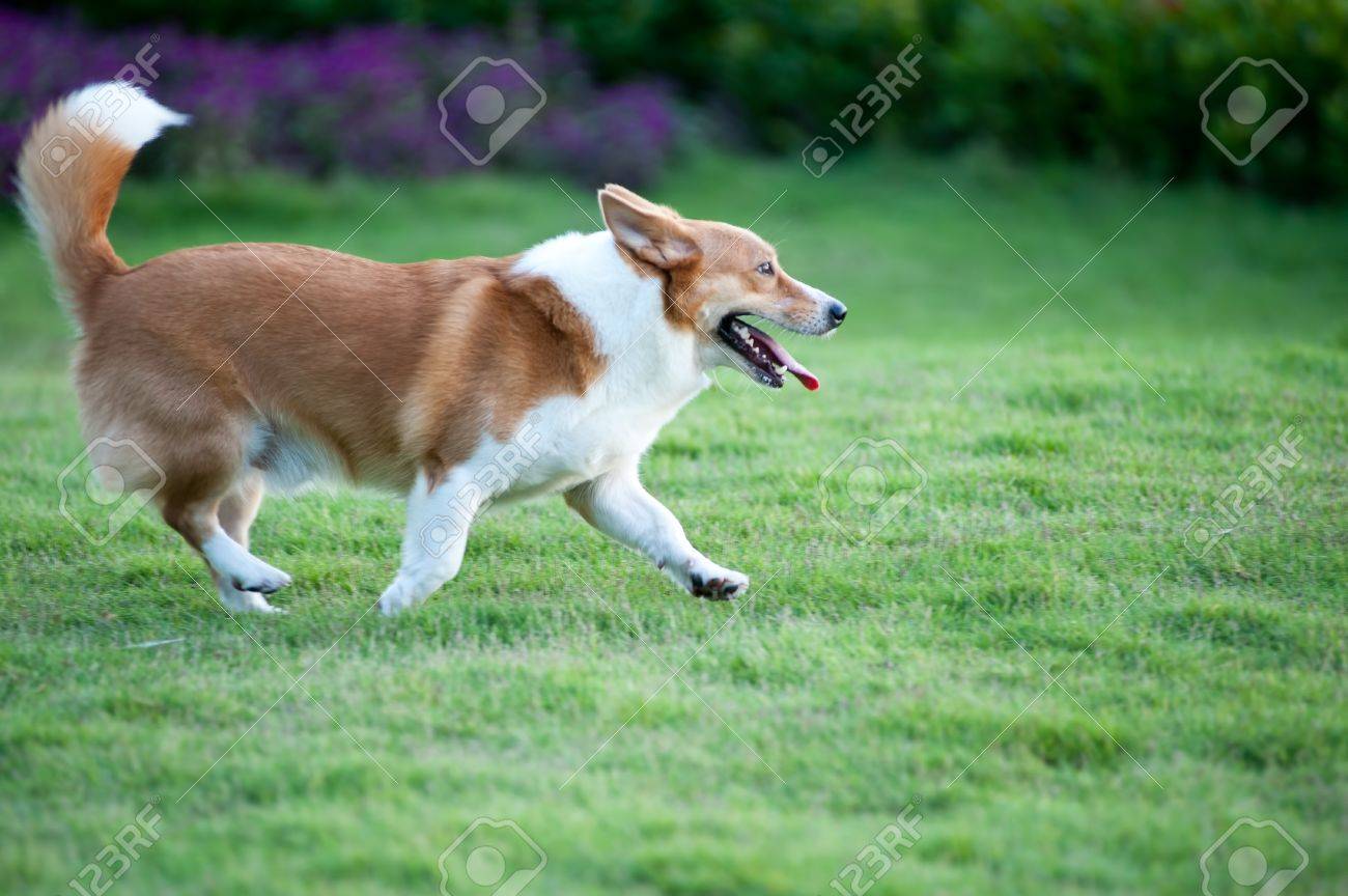芝生の上を走っているコーギー犬 の写真素材 画像素材 Image